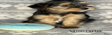 Yorkshire Terrier 4
