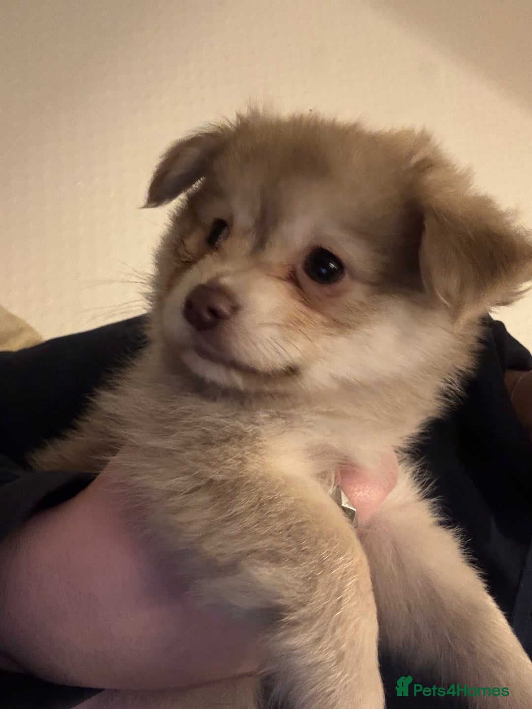 Chihuahua dogs for sale: Only 2 left! Chihuahua x Dachshund Puppies - Advert 4