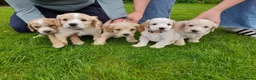 Cockapoo dogs for sale: 5 gorgeous F2 Cockapoo pups – to leave Wed 3 June in Ripon - Advert 1