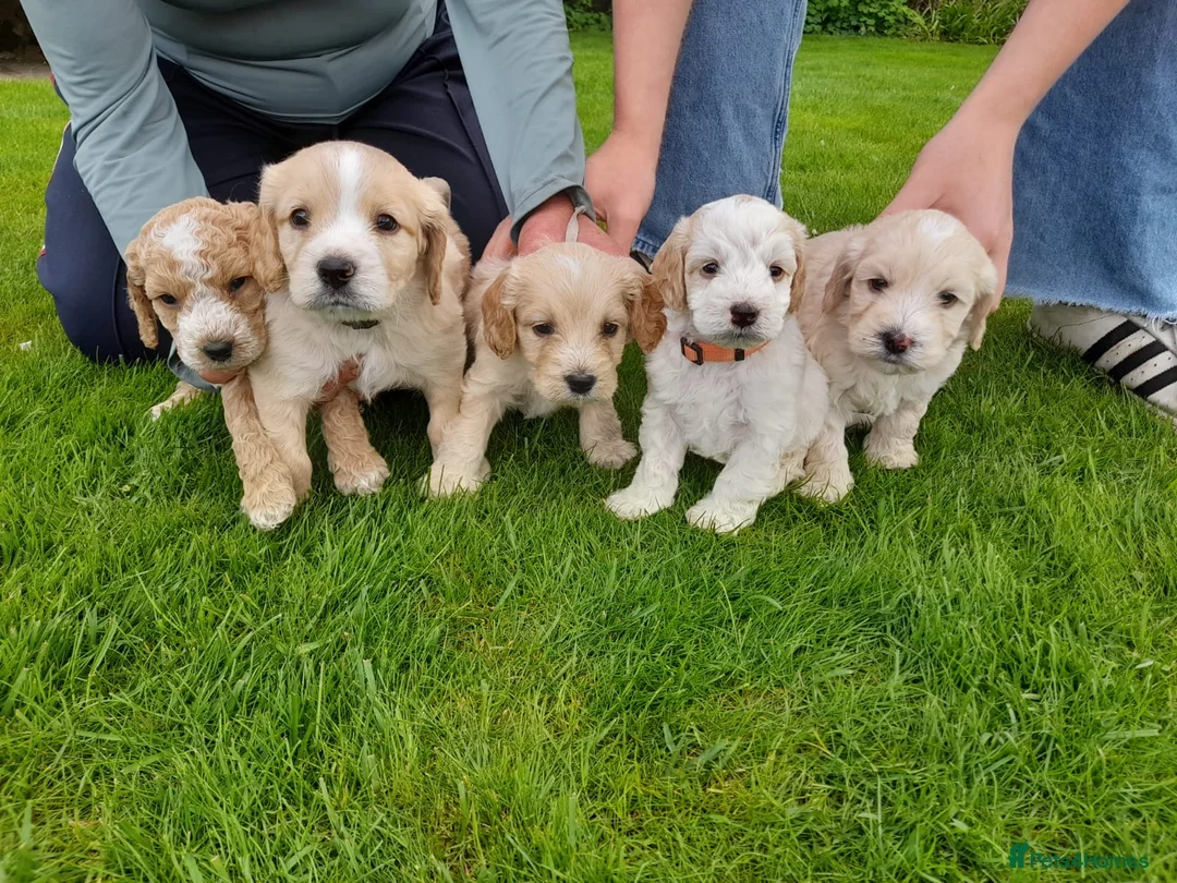 Cockapoo dogs for sale: 5 gorgeous F2 Cockapoo pups – to leave Wed 3 June in Ripon - Advert 1