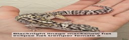 Leopard Gecko reptiles for sale: Leopard geckos babies various morphs  - Advert 10