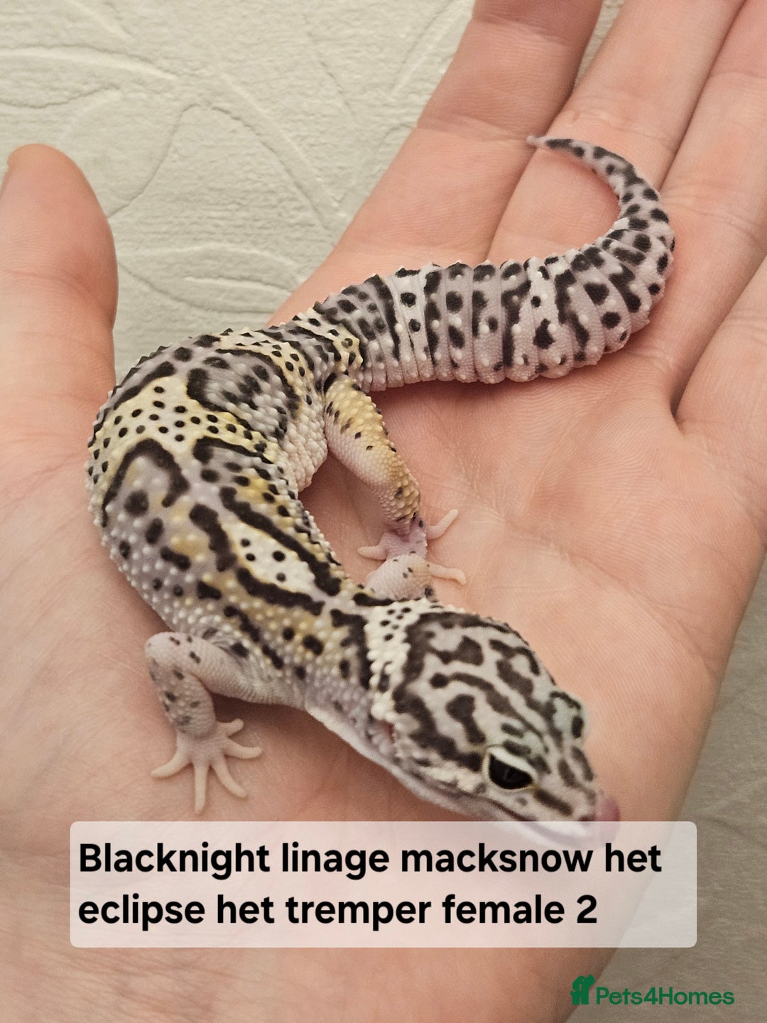 Leopard Gecko reptiles for sale: Leopard geckos babies various morphs  - Image 10