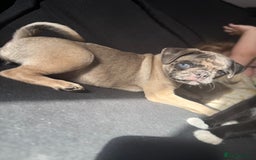 Pug dogs for sale: Merle pig girl  - Image 3