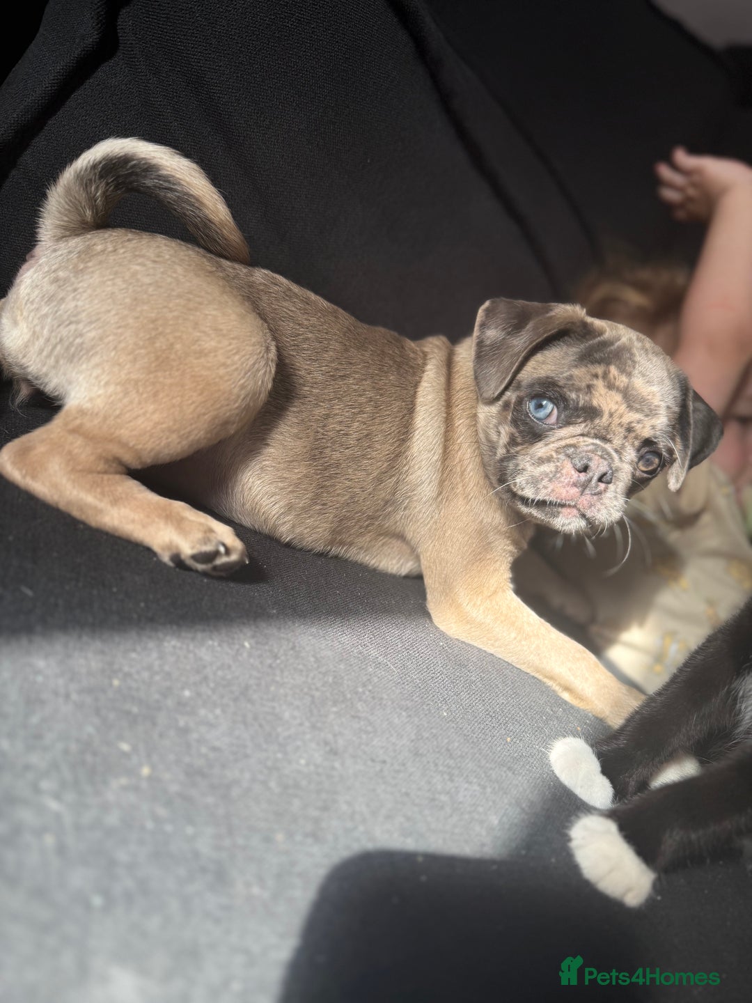 Pug dogs for sale: Merle pig girl  - Image 3
