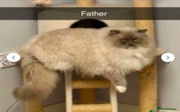 Ragdoll cats for sale: RAGDOLLS KITTENS **INC STARTER PACK & INSURANCE** - Image 13