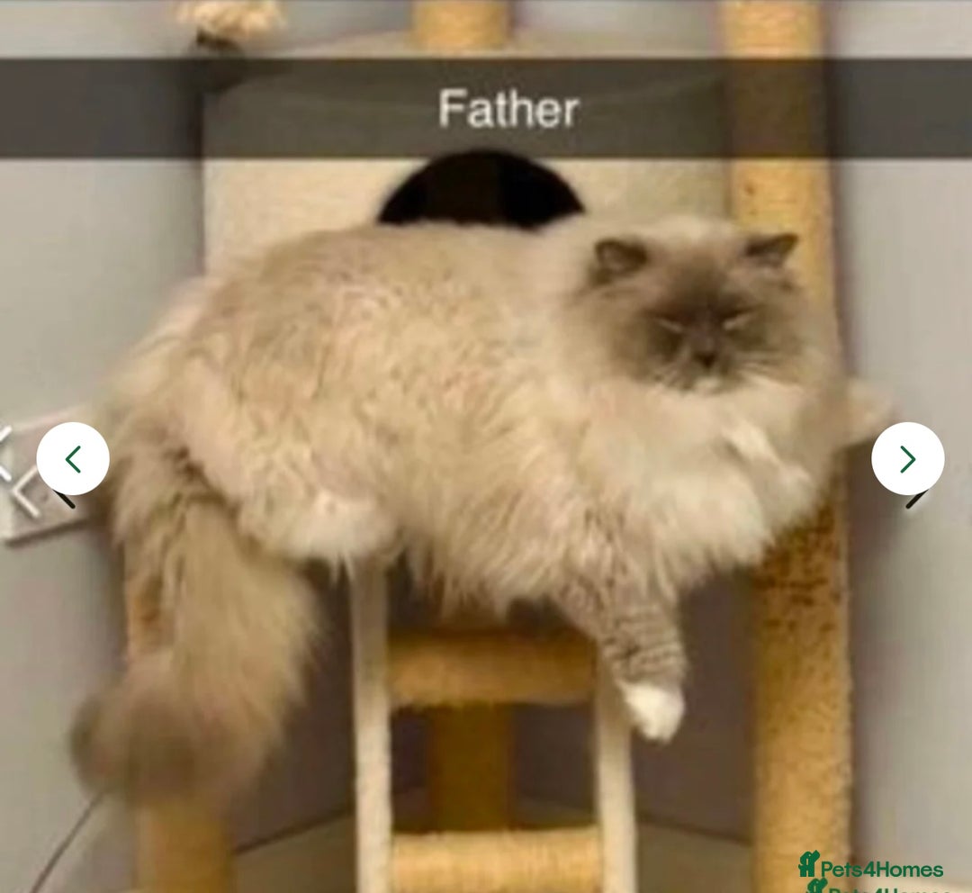 Ragdoll cats for sale: RAGDOLLS KITTENS **INC STARTER PACK & INSURANCE** - Image 13