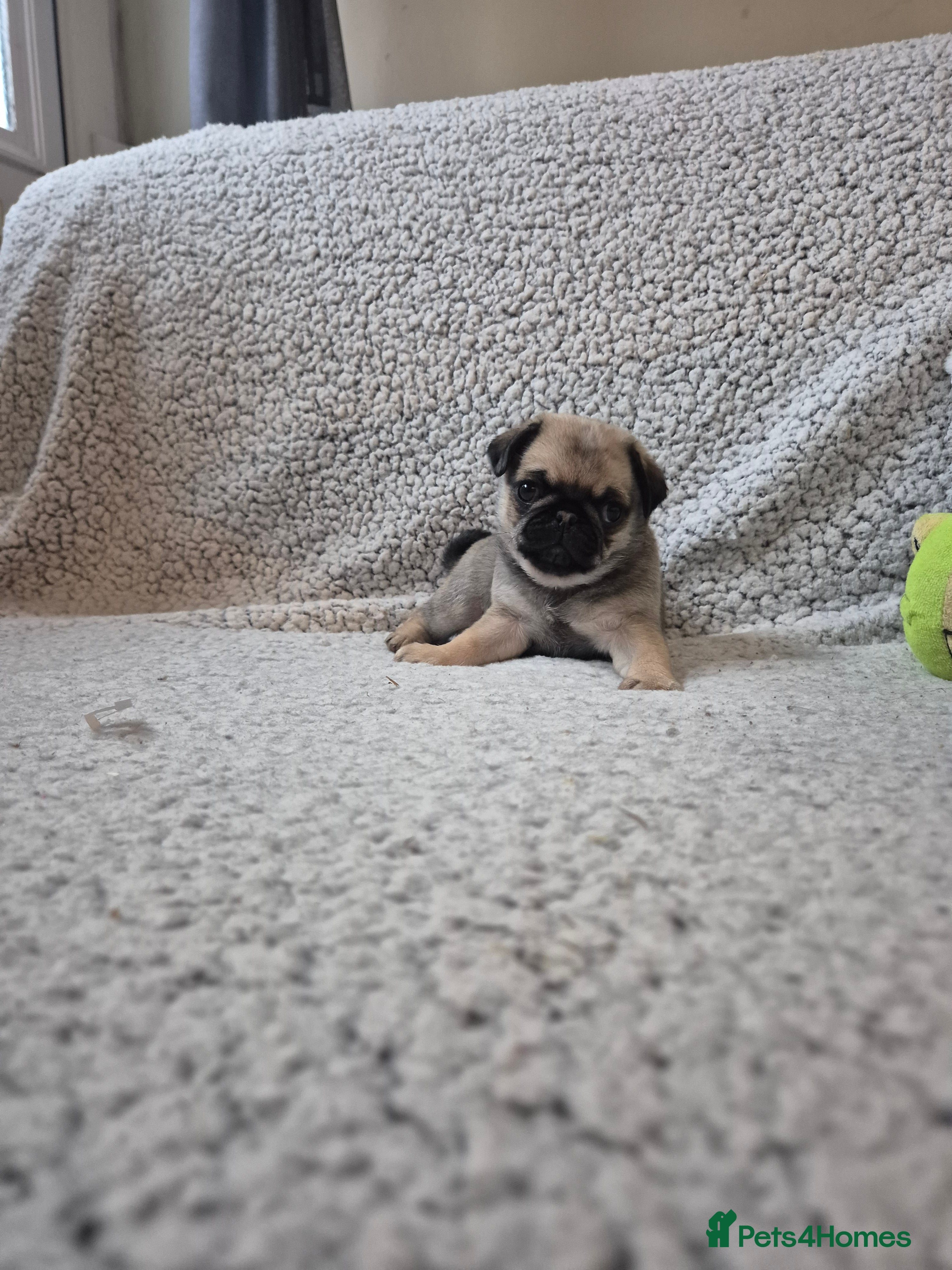 Pug dogs Two female silver fawn pug puppies for sale - Advert 1
