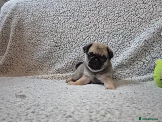 Pug dogs Two female silver fawn pug puppies for sale - Advert 8