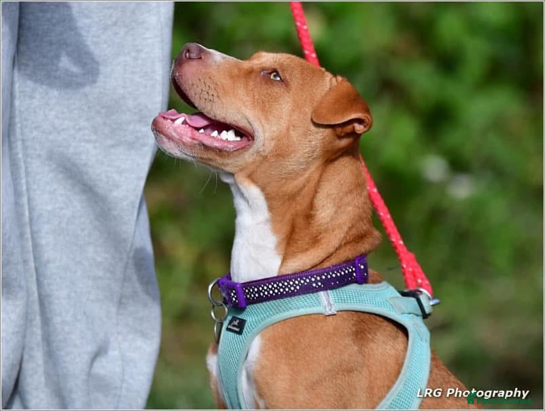 Mixed Breed dogs for sale: 3 yr old staff x bitch  - Image 4