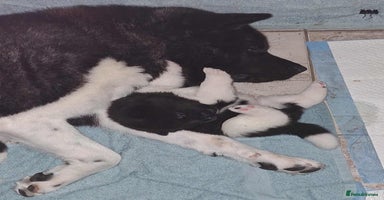 Akita dogs - Advert 4