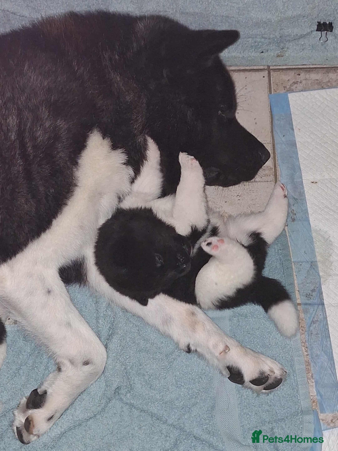 Akita dogs for sale: Quality Akita Babies (& KC Registered) - Image 3