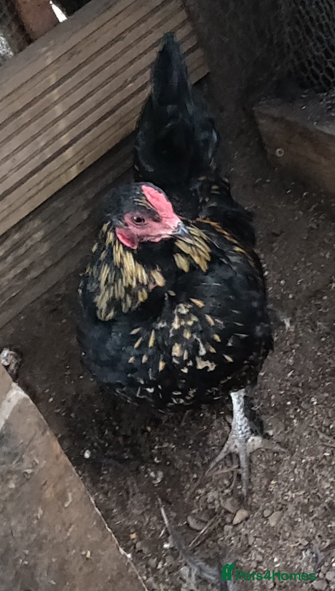 Chickens poultry for sale: Rooster for sale  - Advert 7