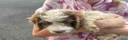 Sproodle dogs for sale: Cocker spaniel puppy cross by poodle  in Burnley - Advert 3