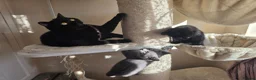 British Shorthair cats for sale: British shorthair kittens  - Advert 11