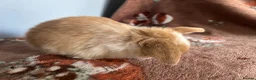 Mini Lop rabbits for sale: Mini Loops up for Reservation  - Advert 10