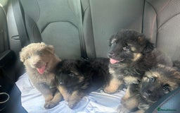 German Shepherd dogs for sale: KC REG GSD PUPPIES FULLY SCORED AND TESTED PARENTS - Image 13