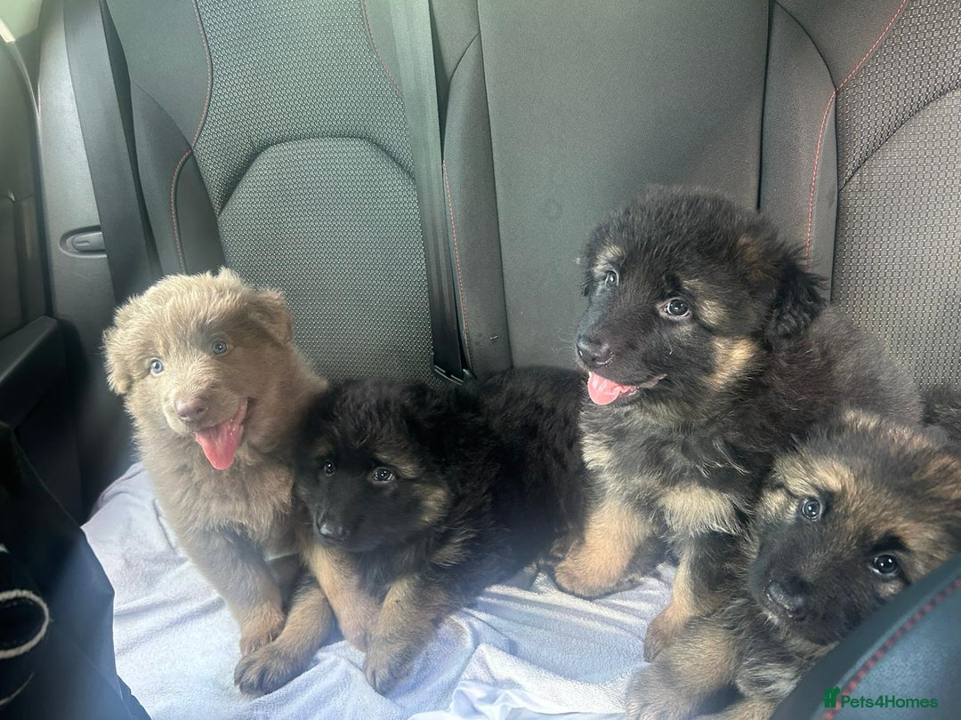 German Shepherd dogs for sale: KC REG GSD PUPPIES FULLY SCORED AND TESTED PARENTS - Image 13