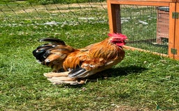 Chickens poultry for sale: Pekin bantam cockerel -free to good home - Image 1