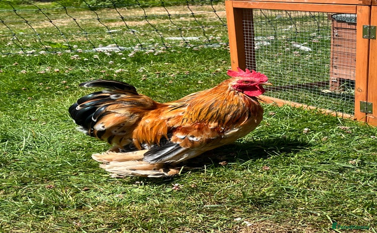 Chickens poultry - Advert 1