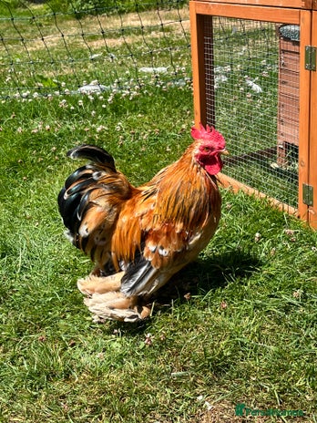 Chickens poultry - Advert 1