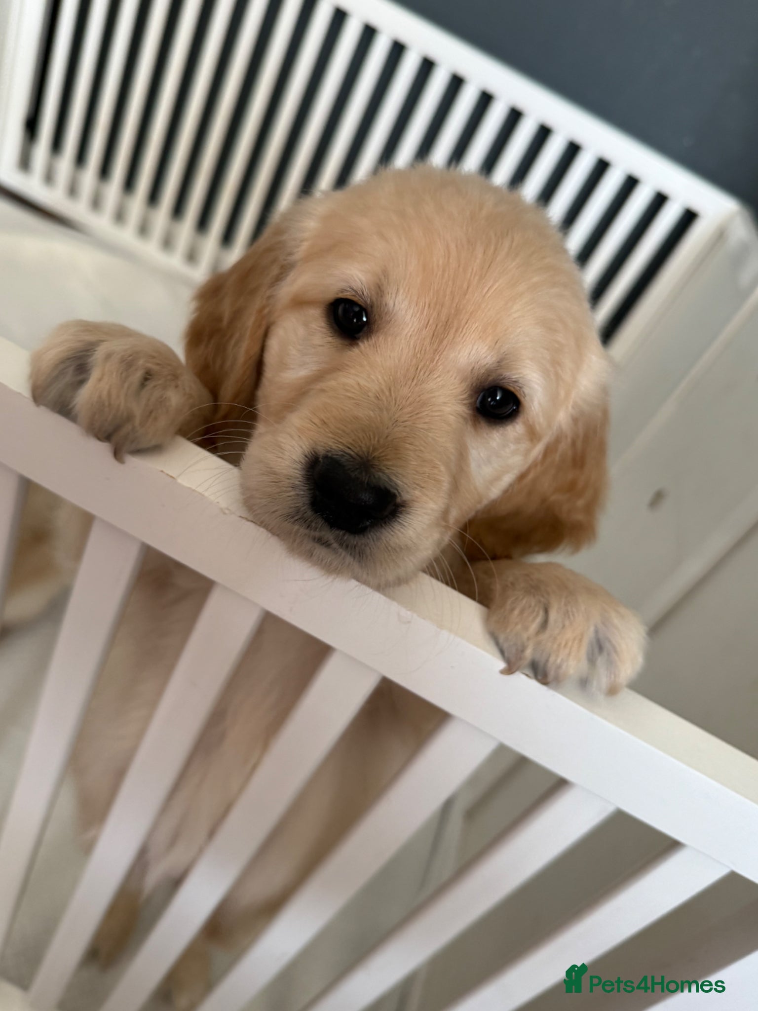 Golden Retriever dogs A true best friend! KC reg Golden retriever pups - Advert 15