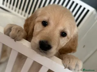 Golden Retriever dogs A true best friend! KC reg Golden retriever pups - Advert 15