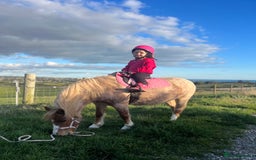 Welsh Section A horses for sale: Toni The Pony 10.3hh Mare 🦄 - Image 5