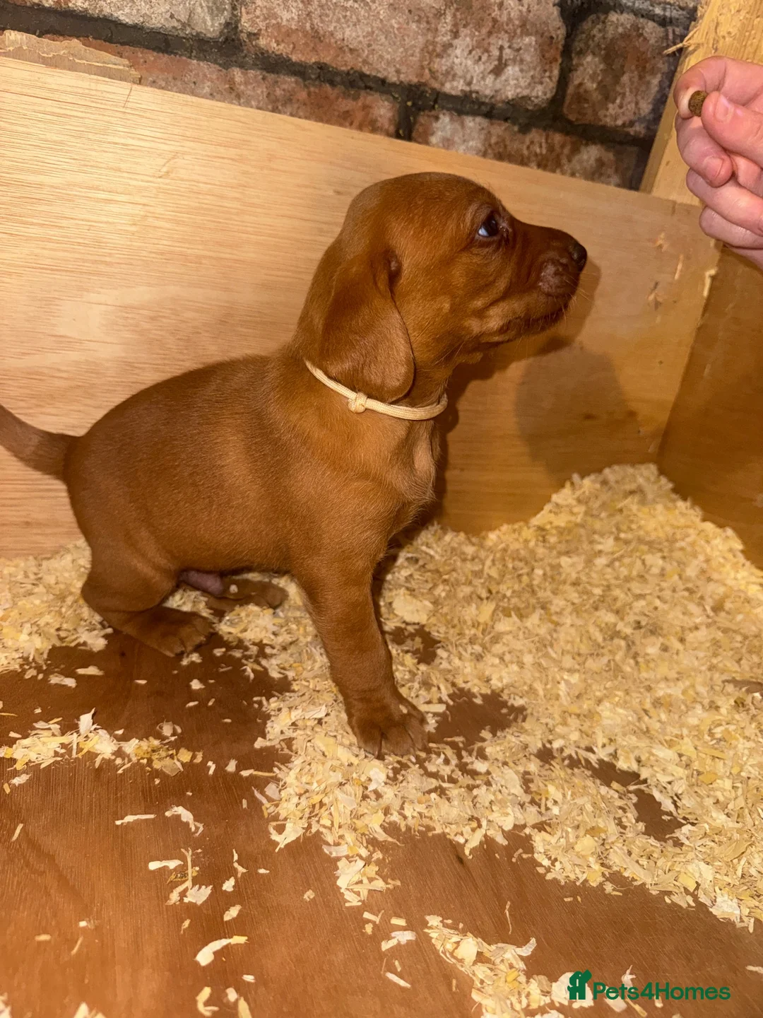 Labrador Retriever dogs for sale: Stunning dark red Labrador pups - Advert 11