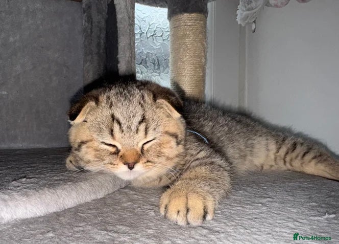 British Shorthair cats British Shorthair X Scottish Fold - Advert 2