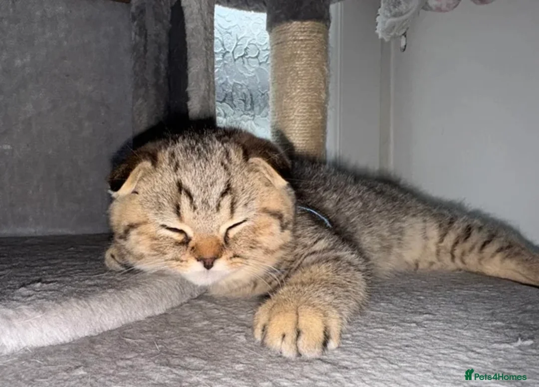 British Shorthair cats for sale: British Shorthair X Scottish Fold - Advert 2