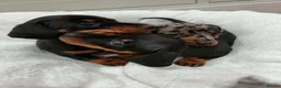 Miniature Dachshund dogs for sale: 3 Male Mini Smooth Haired Dachshund Puppies - Advert 2