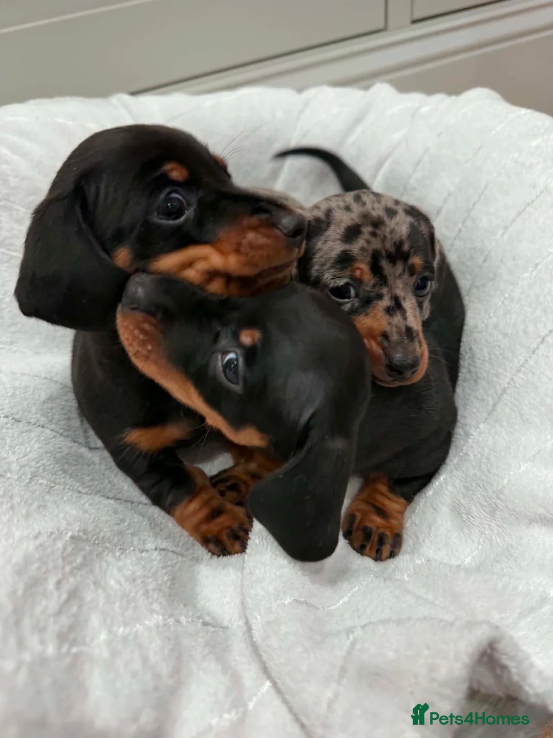 Miniature Dachshund dogs for sale: 3 Male Mini Smooth Haired Dachshund Puppies - Advert 2