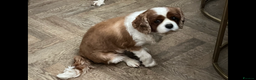 Cavalier King Charles Spaniel dogs for sale: Genuine sale of my 2 cavaliers (speyed) - Advert 6