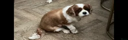 Cavalier King Charles Spaniel dogs for sale: 3 adult cavaliers (speyed)1 boy 2 girls  - Advert 6
