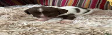 English Springer Spaniel 5