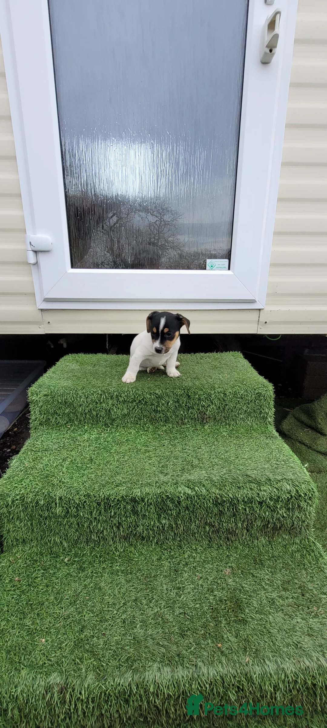Jack Russell dogs for sale: Old fashioned short legged Jack russel pups!!! - Advert 11