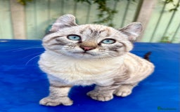 Bengal cats for sale: Breathtaking rare snow leopard  - Advert 14