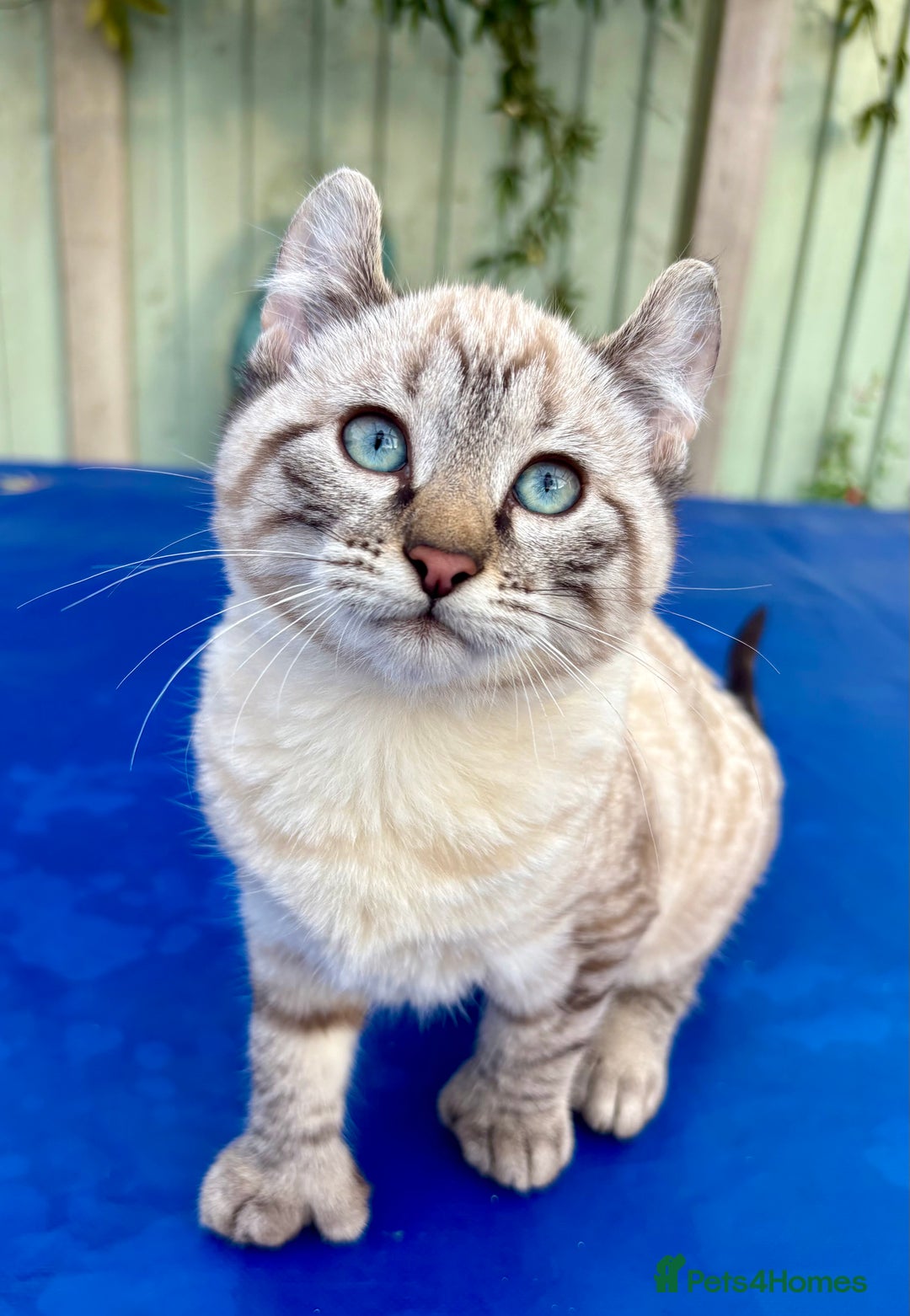 Bengal cats for sale: Breathtaking rare snow leopard  - Advert 14