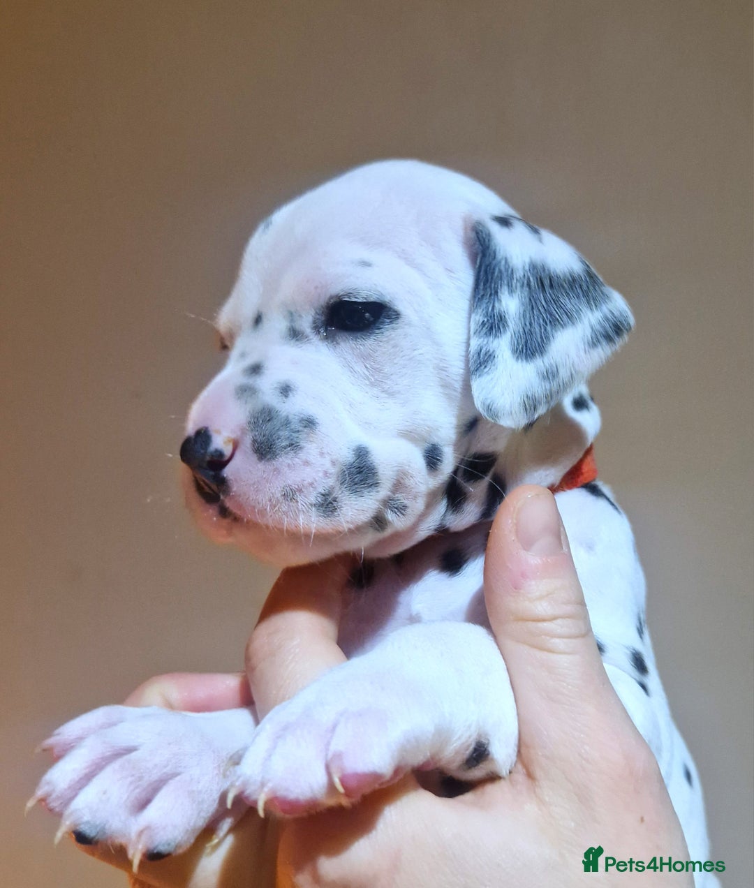 Dalmatian dogs for sale: ❤️Exceptional fully hearing KC Dalmatians❤️ - Advert 18