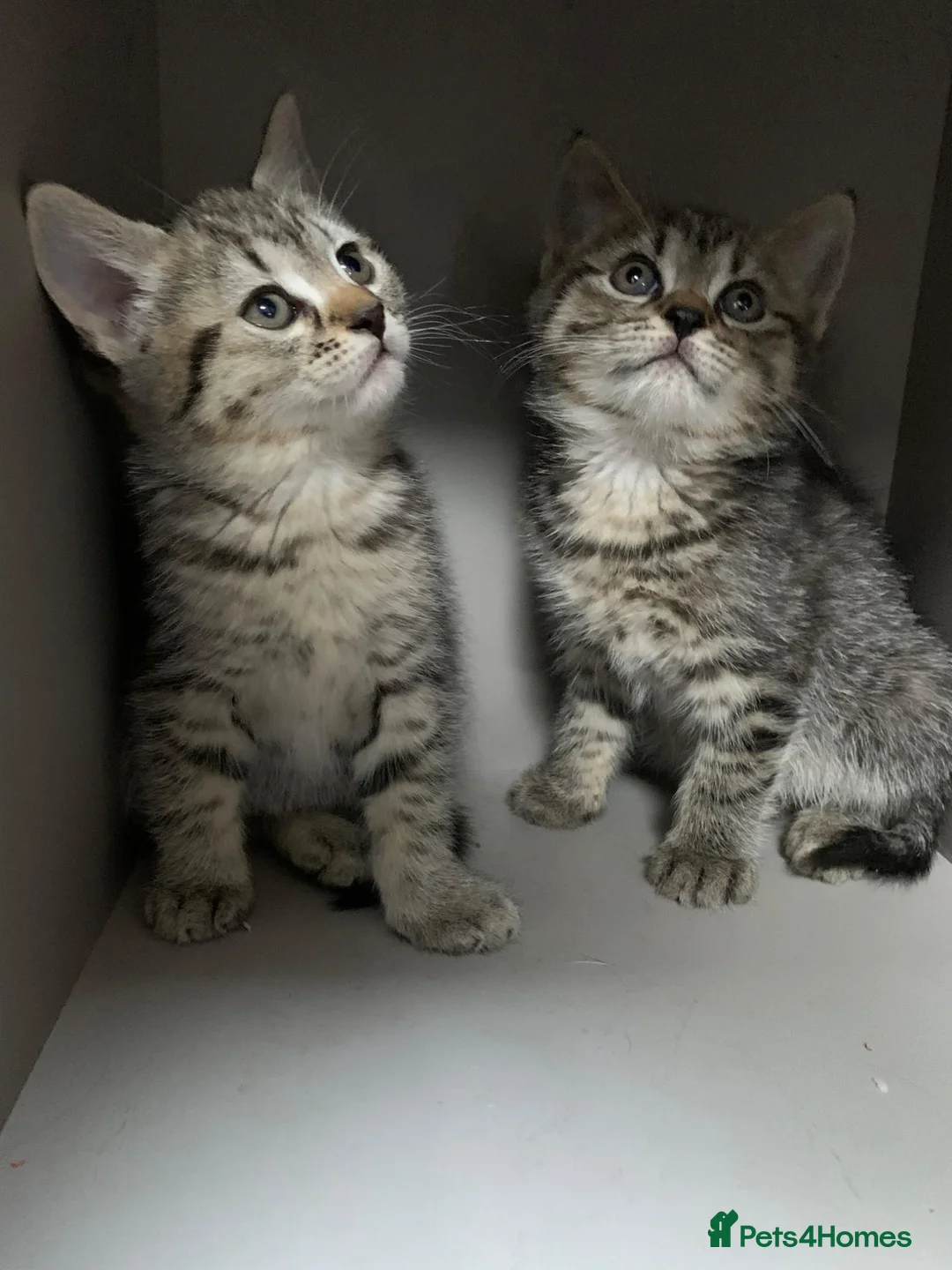 Mixed Breed cats for sale: Three female British Tabby kittens  - Advert 2