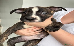 Mixed Breed dogs for sale: American bulldog X Dutch shepherd  - Image 3