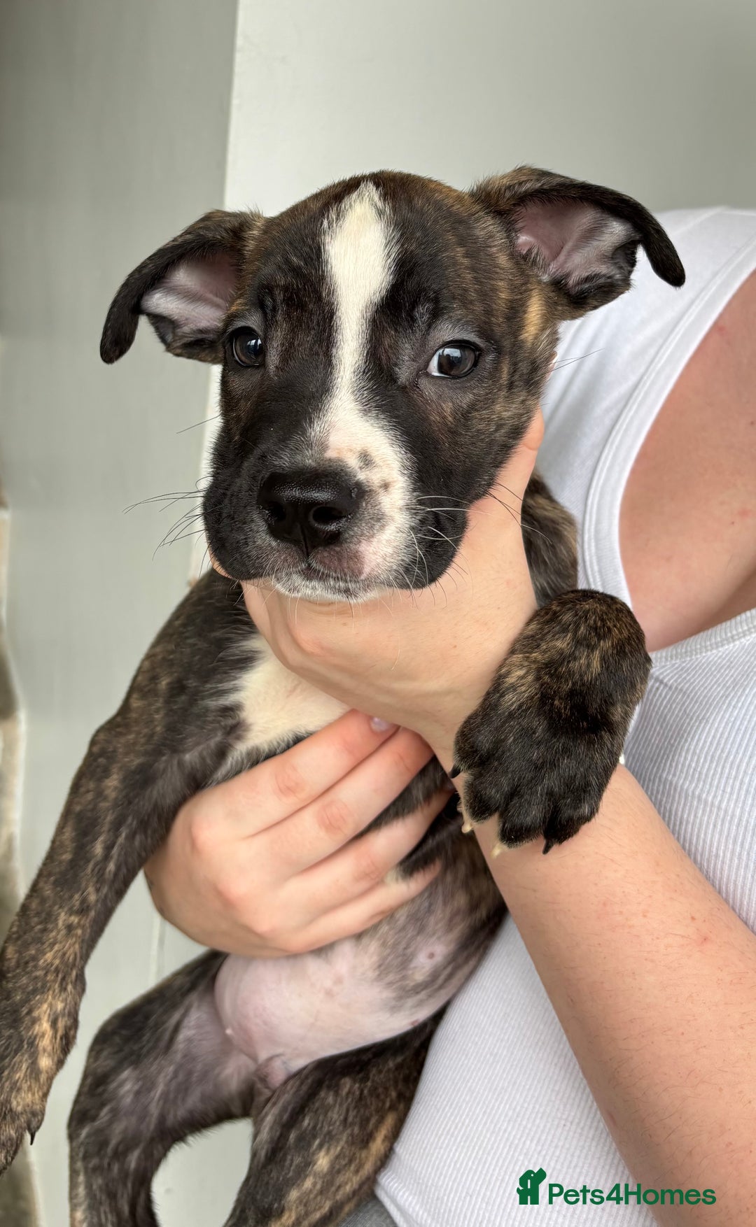 Mixed Breed dogs for sale: American bulldog X Dutch shepherd  - Image 3