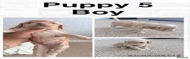Cockapoo 5