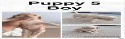 Cockapoo dogs for sale: Adorable Cockapoo Puppies - Advert 6