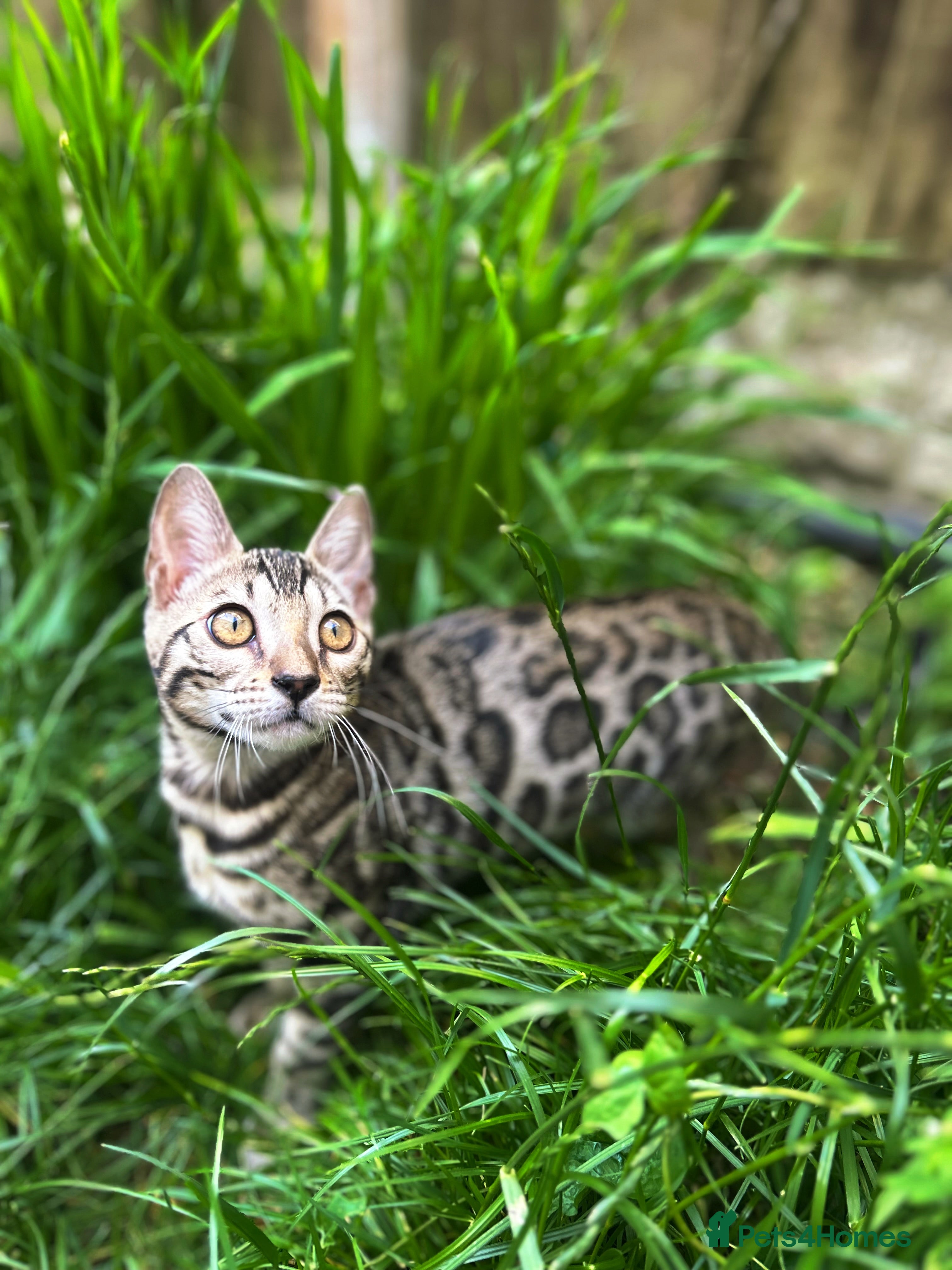 Bengal cats Incredibly Rare Pedigree Silver Bengal Kitten - Advert 1