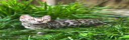 Bengal cats for sale: Incredibly Rare Pedigree Silver Bengal Kitten - Advert 1