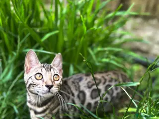 Bengal cats Incredibly Rare Pedigree Silver Bengal Kitten - Advert 1