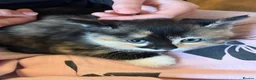 Mixed Breed cats for sale: Half Siberians  - Advert 11