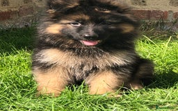 German Shepherd dogs for sale:  kc health tested long haired German shepherd pups - Image 21