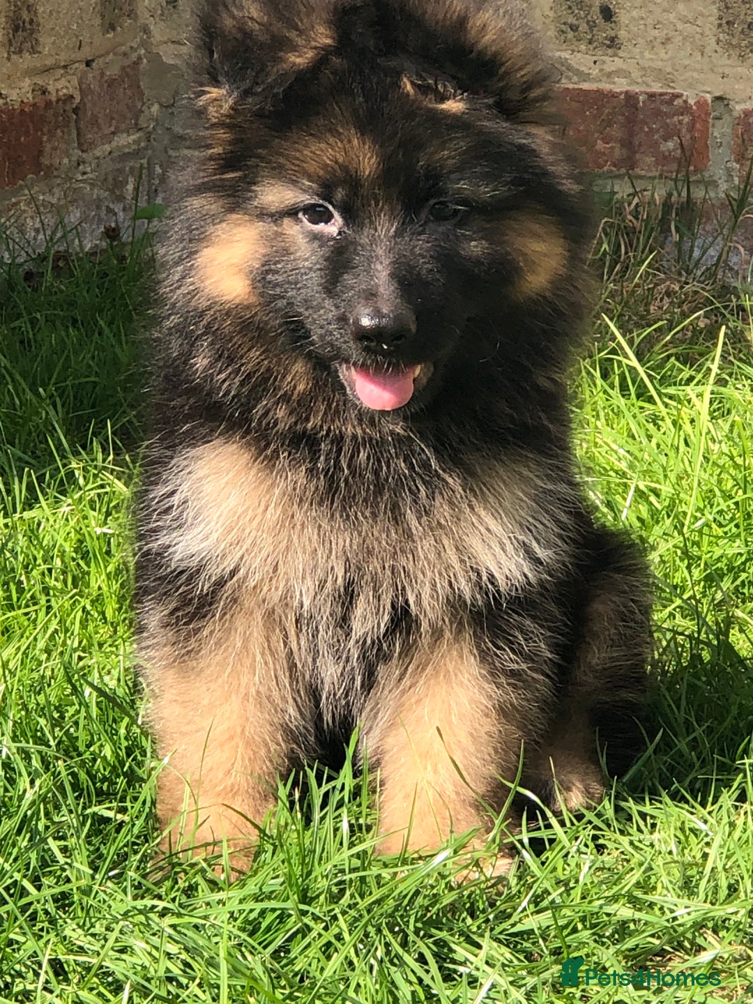 German Shepherd dogs for sale:  kc health tested long haired German shepherd pups - Image 21